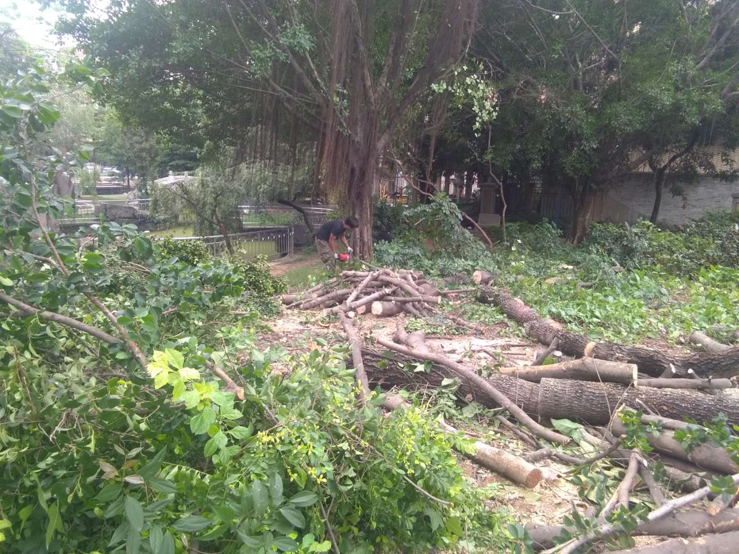 佛山专业伐树施工队承接园林街道树木修枝小区