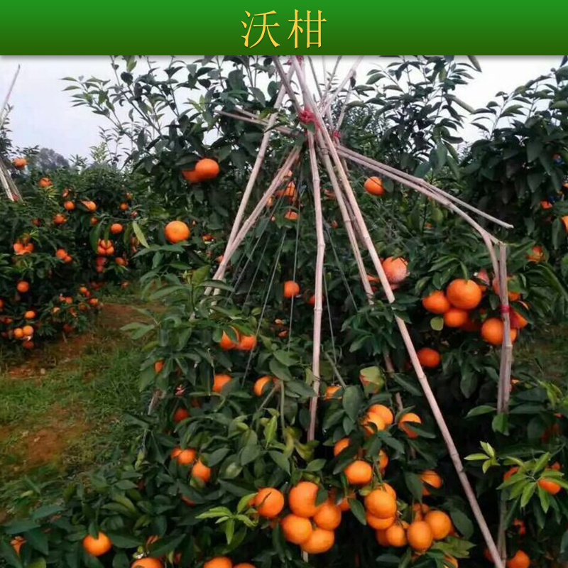 广西桂林沃柑 新鲜甘甜可口沃柑 质量保证价格实惠 果园大量批发图片