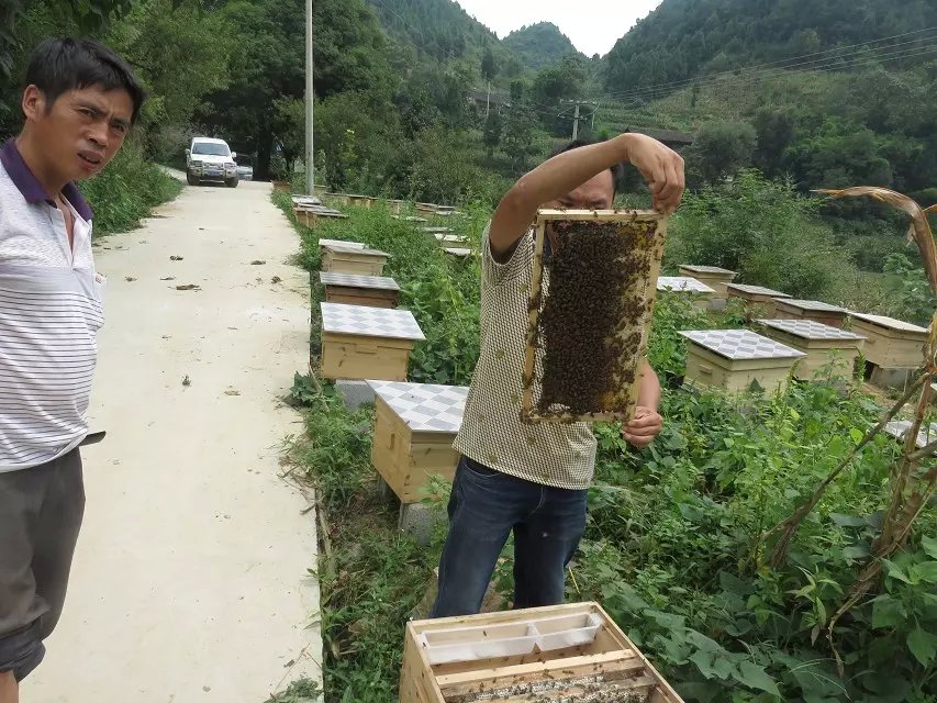 贵州中蜂贵州中蜂 贵州中蜂养殖技术 贵州中蜂供应商 贵州中蜂批发商