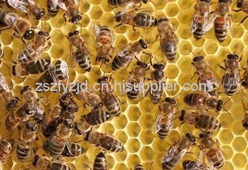 贵州蜜蜂养殖 贵州蜜蜂养殖技术 贵州蜜蜂养殖销售 贵州蜜蜂养殖基地图片