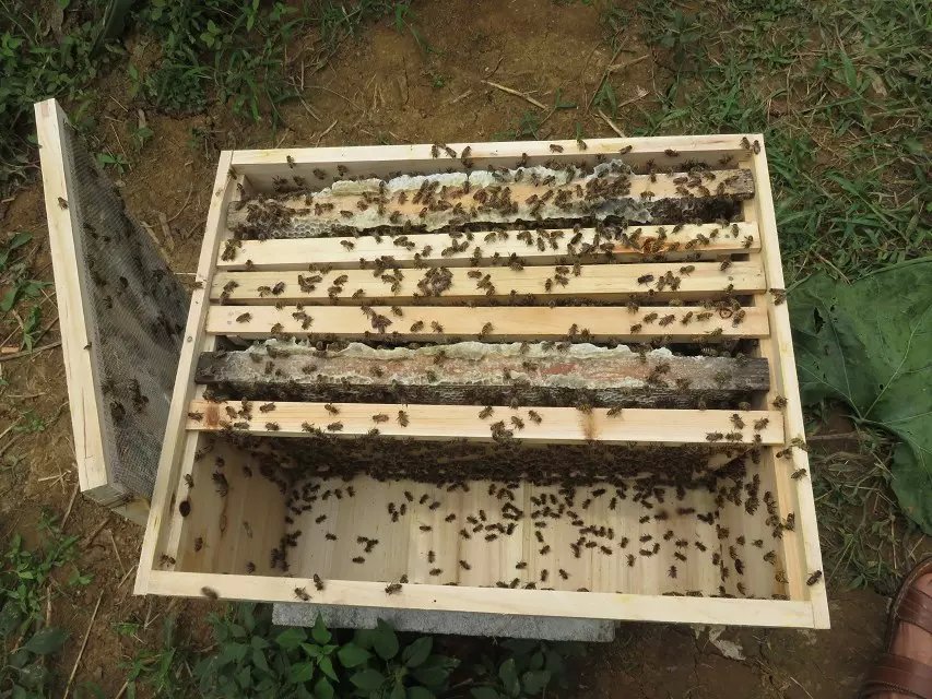 遵义土蜜蜂厂 遵义土蜜蜂厂家 遵义土蜜蜂厂直销 遵义土蜜蜂厂商