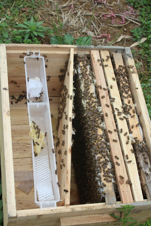 遵义市贵州中蜂厂家贵州中蜂 贵州中蜂养殖技术 贵州中蜂供应商 贵州中蜂批发商