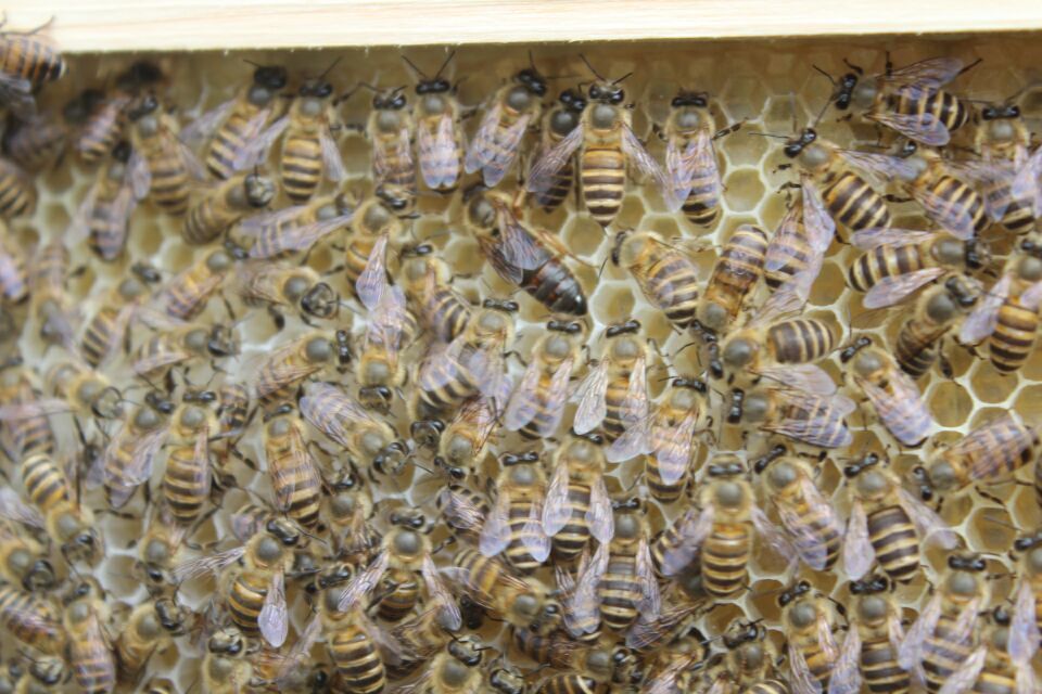 贵州土蜜蜂 贵州土蜜蜂供应 贵州土蜜蜂养殖 贵州土蜜蜂供应商图片