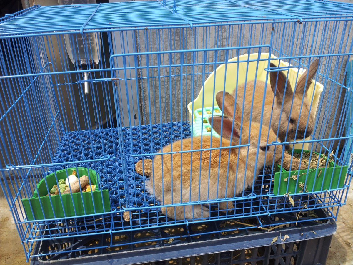 贵州兔笼生产 贵州兔笼生产厂家 贵州兔笼生产材料 贵州兔笼生产厂