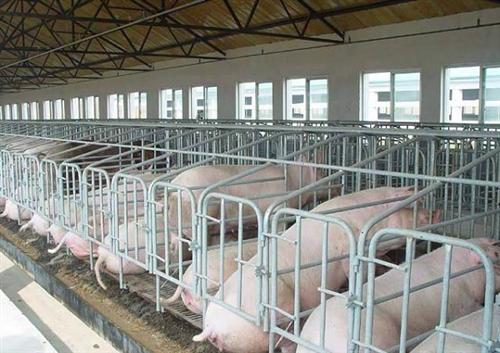 贵阳市贵州猪用产床厂家