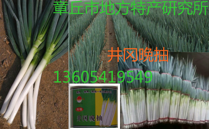 日本钢葱种子 高产新品种批发