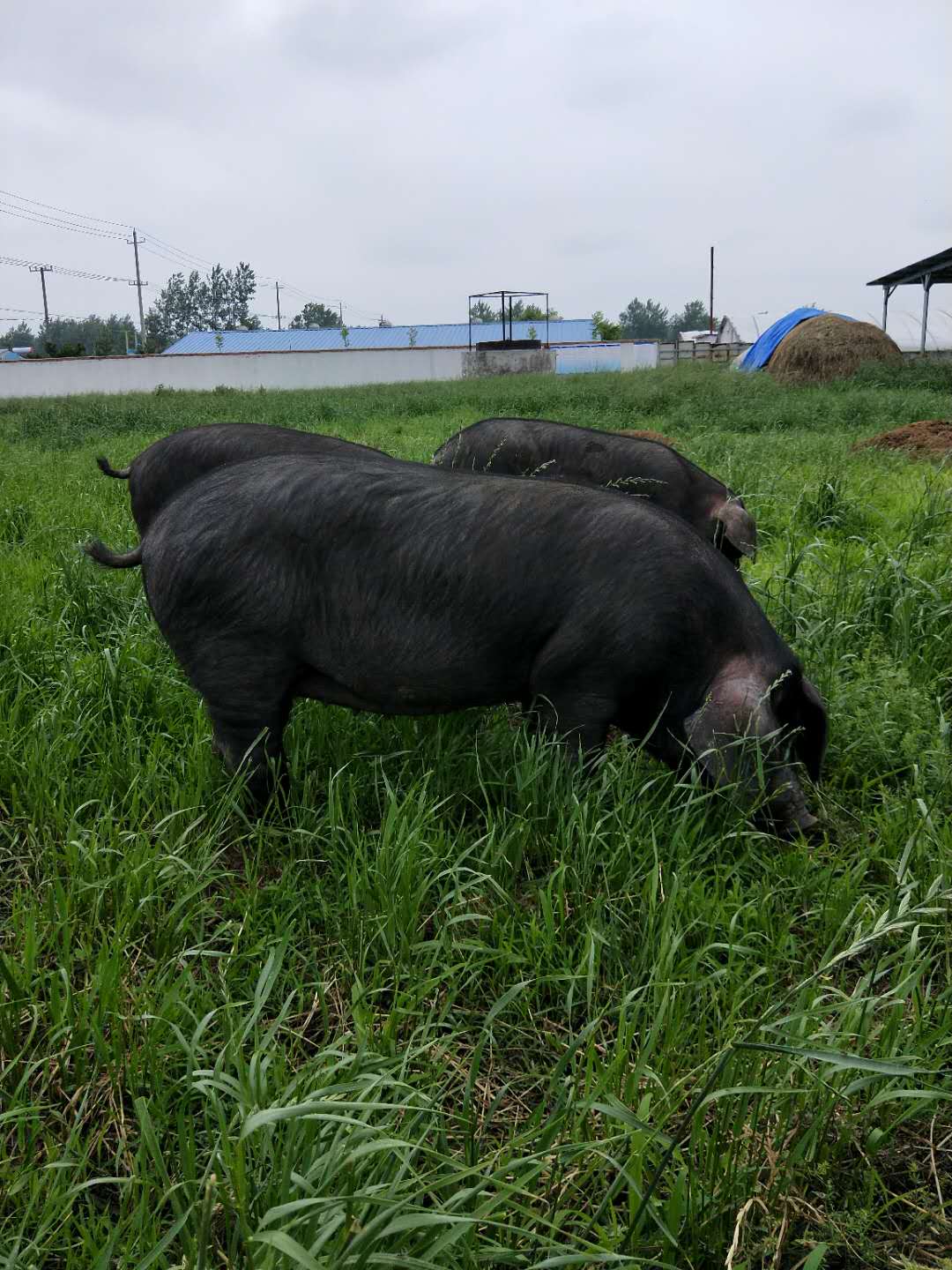 苏太母猪养殖厂 苏太猪批发价格 宿迁苏太母猪批发多少钱