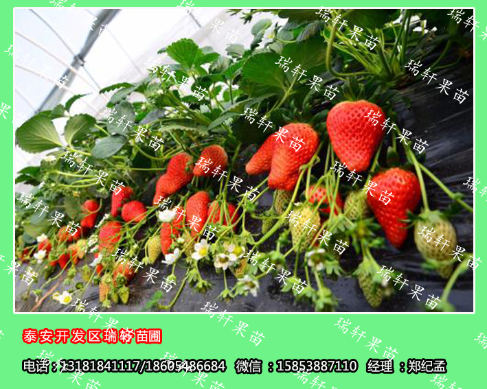 太空2008草莓苗幼苗价格/2年苗价格