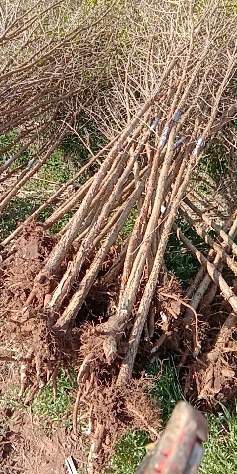 流苏油根子，美国红枫，原生法桐1--14公分图片