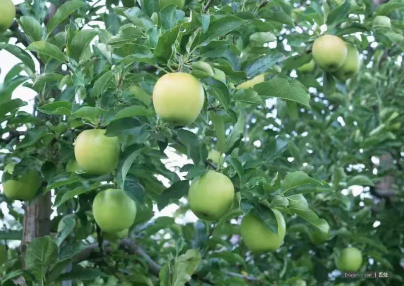 青苹果供应商，安徽青苹果，青苹果价格，青苹果哪里有卖，青苹果