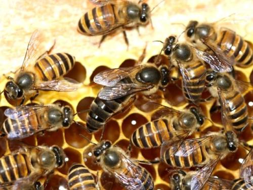 贵州土蜂养殖批发