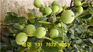淄博市核桃树的栽植条件厂家核桃树的栽植条件 什么时候栽植核桃树苗 核桃树苗的栽植时间
