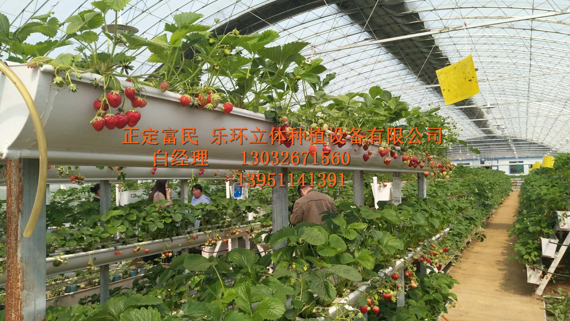 草莓的种植技术  草莓立体种植槽  草莓立体栽培槽