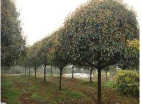 贵州八月桂花树 大量供应优质苗木 产地直销八月桂花树图片