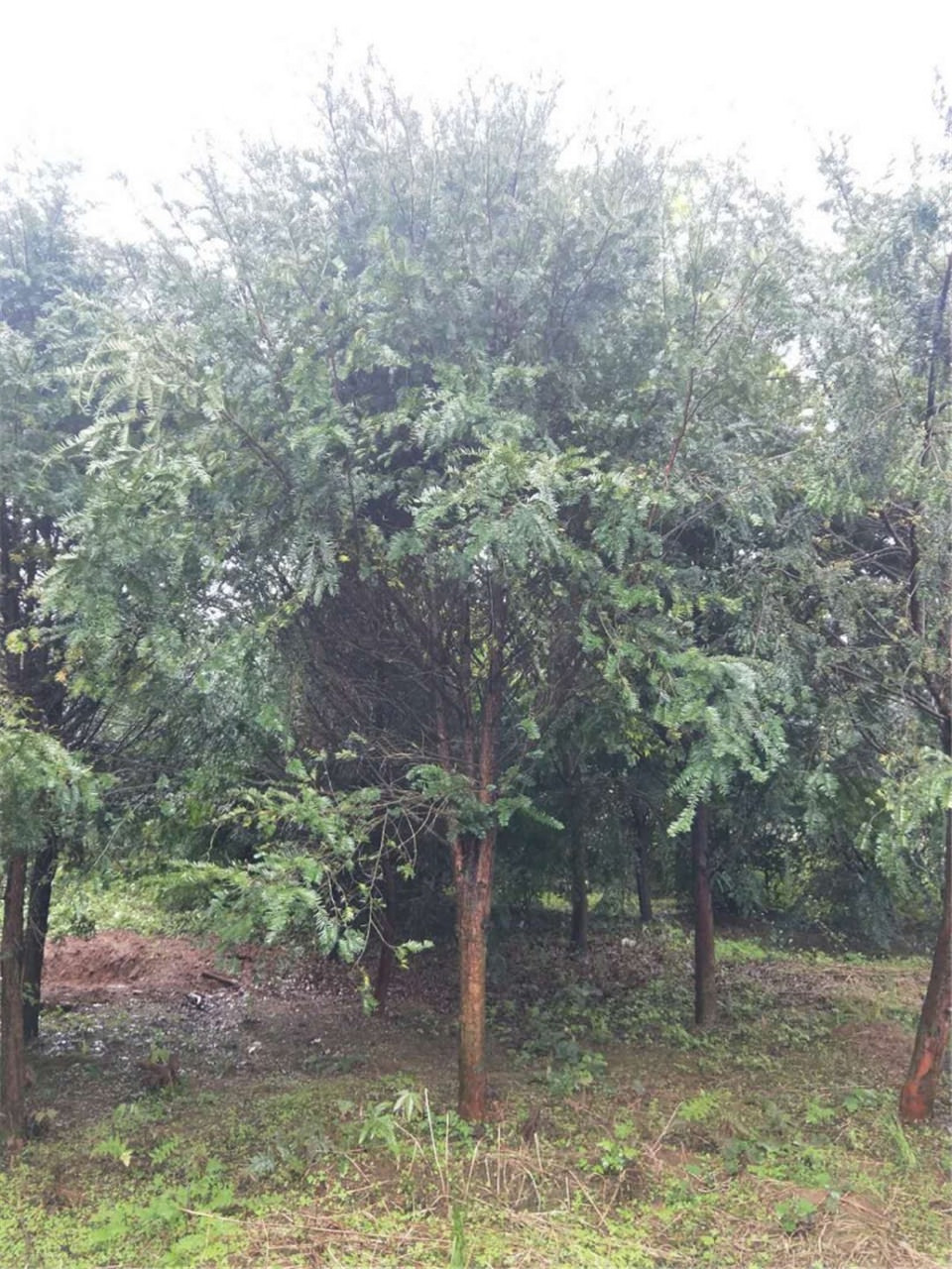 广西产地直销红豆杉高低分枝 广西红豆杉高低分枝图片
