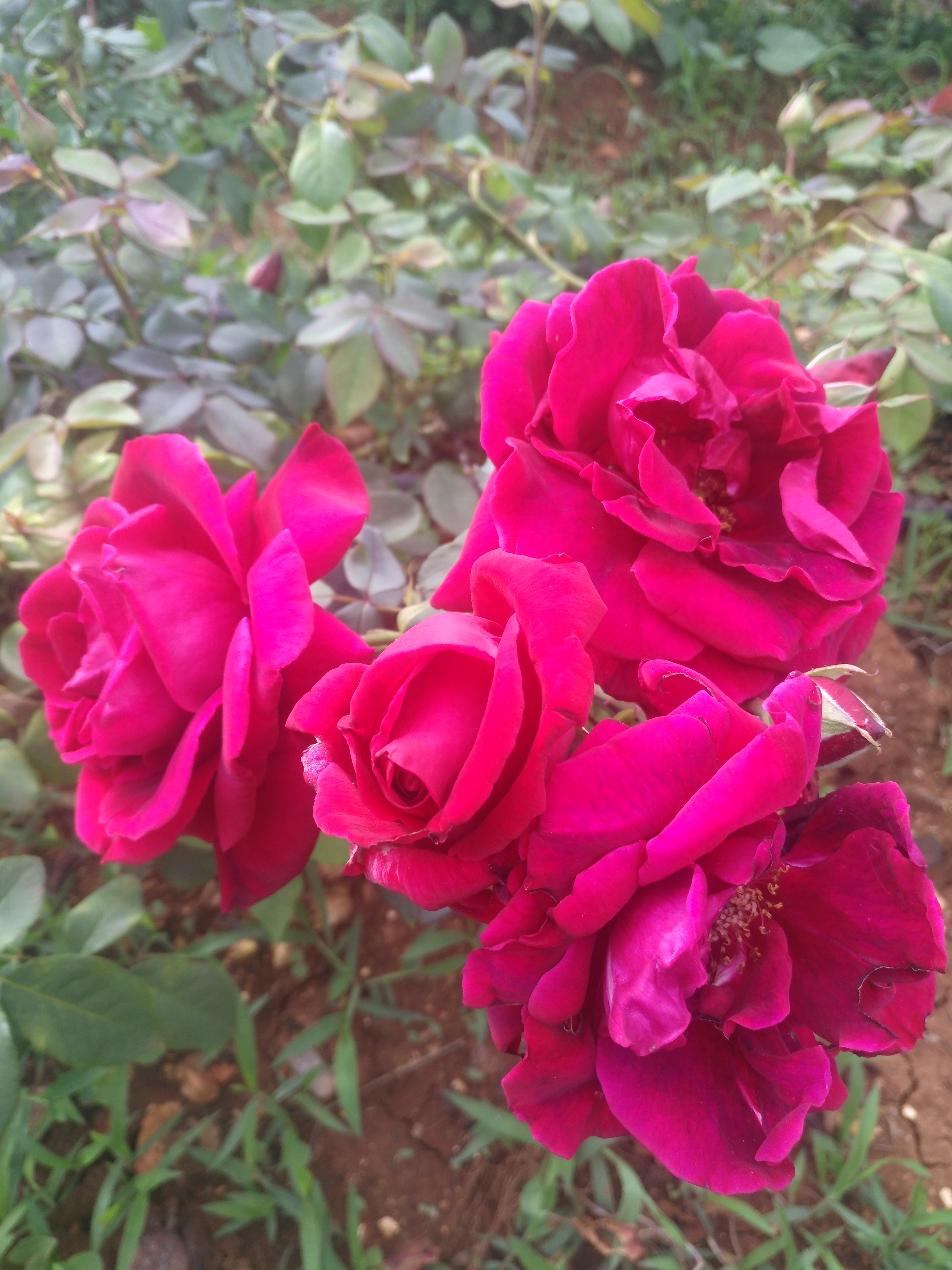 月季苗，大花香水月季，食用玫瑰图片