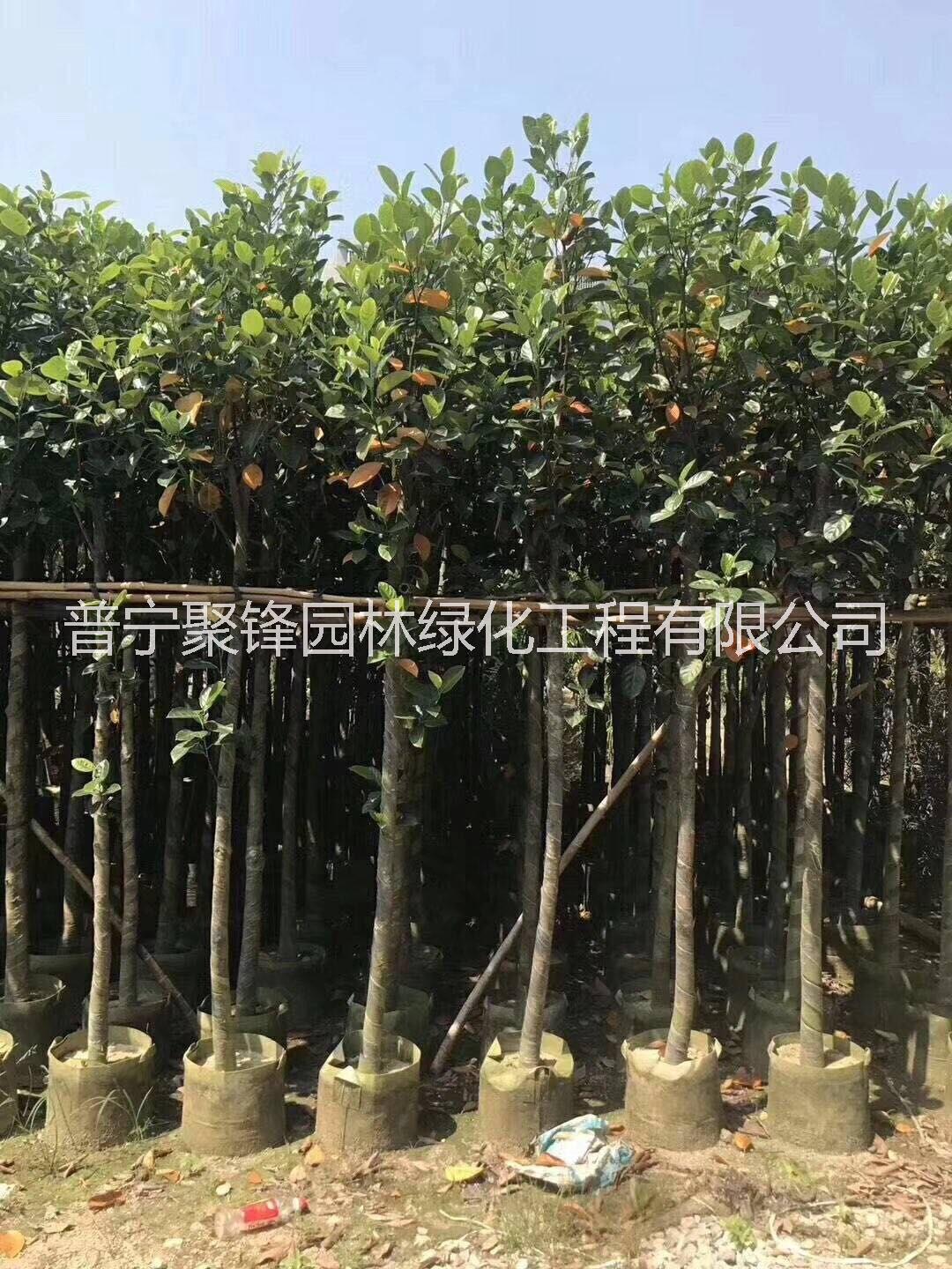 揭阳市菠萝蜜5-6公分厂家菠萝蜜_菠萝蜜基地直销_菠萝蜜批发_菠萝蜜报价_普宁菠萝蜜树苗种植基地哪家好 菠萝蜜3公分 菠萝蜜5-6公分