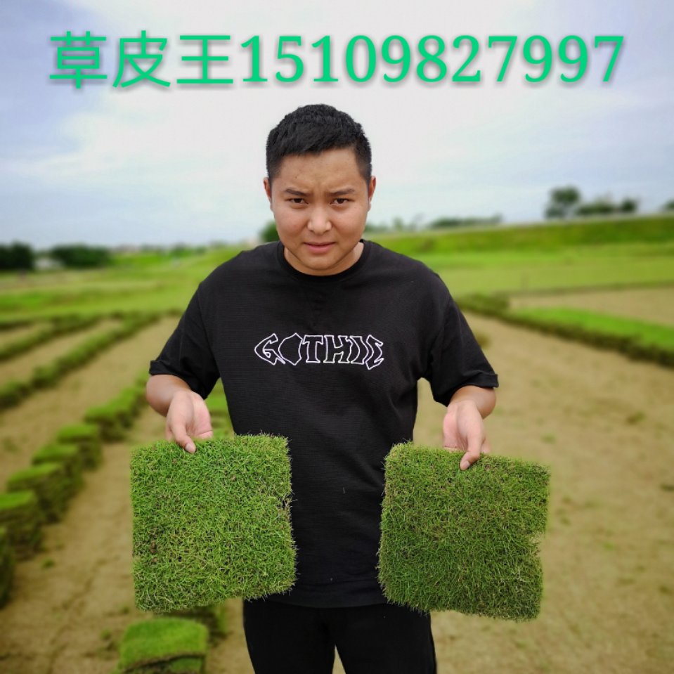 台湾草种植批发