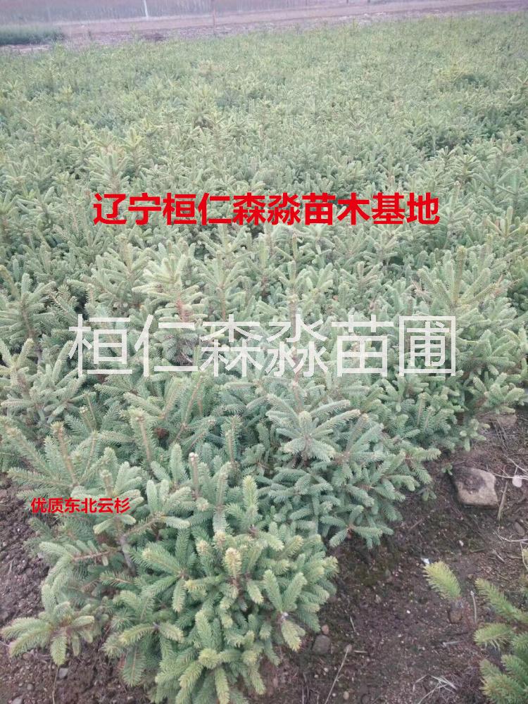 云杉树苗 辽宁云杉基地 青芊云杉 红皮云杉 东北云杉