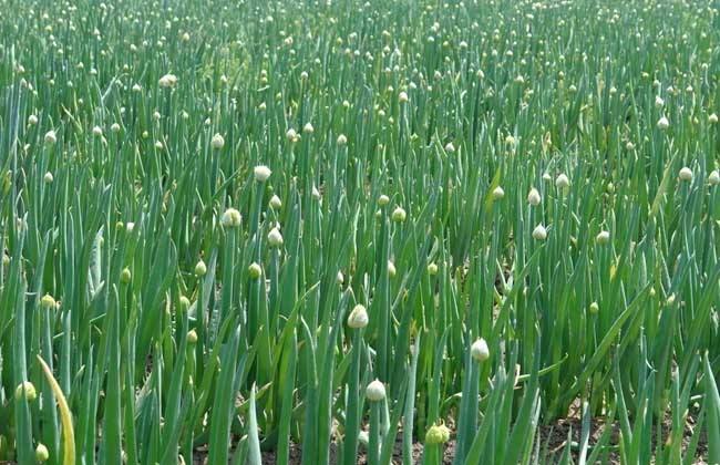 磷肥对作物的影响，护花壮苗批发