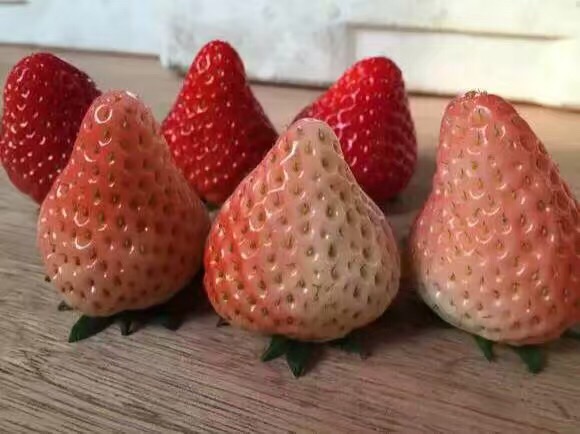 京桃香草莓苗哪里有
