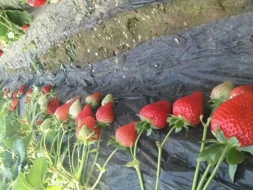 红颜草莓苗批发