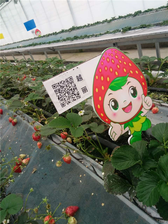 土特拉草莓苗土特拉草莓苗大量出售 河南土特拉草莓苗 土特拉草莓苗批发 土特拉草莓苗价格
