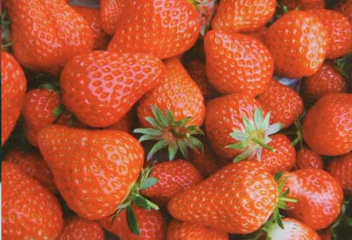 土特拉草莓苗大量出售 河南土特拉草莓苗 土特拉草莓苗批发 土特拉草莓苗价格