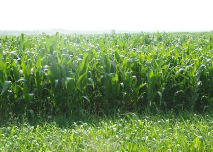 供应优质牧草 墨西哥玉米草种子u12图片