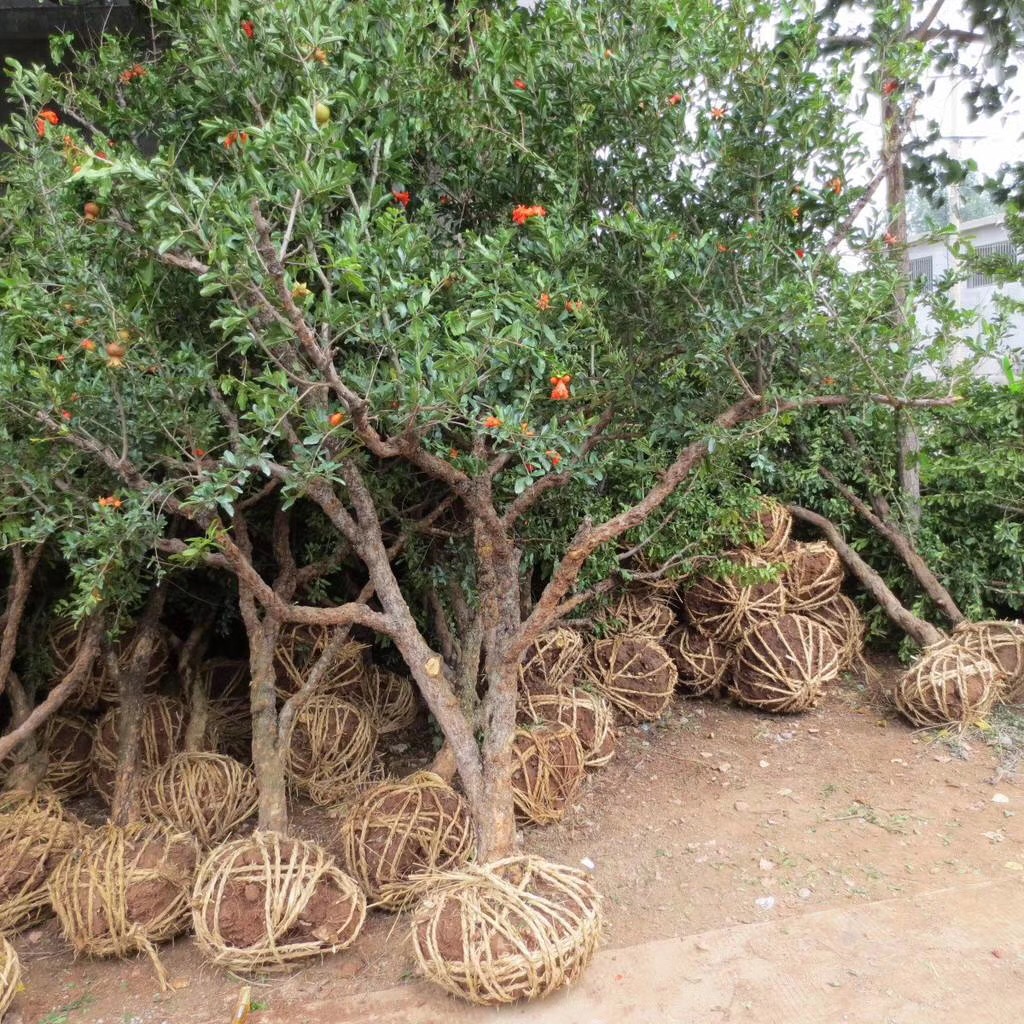 大规格石榴树，好品种石榴树厂家大规格石榴树，好品种石榴树