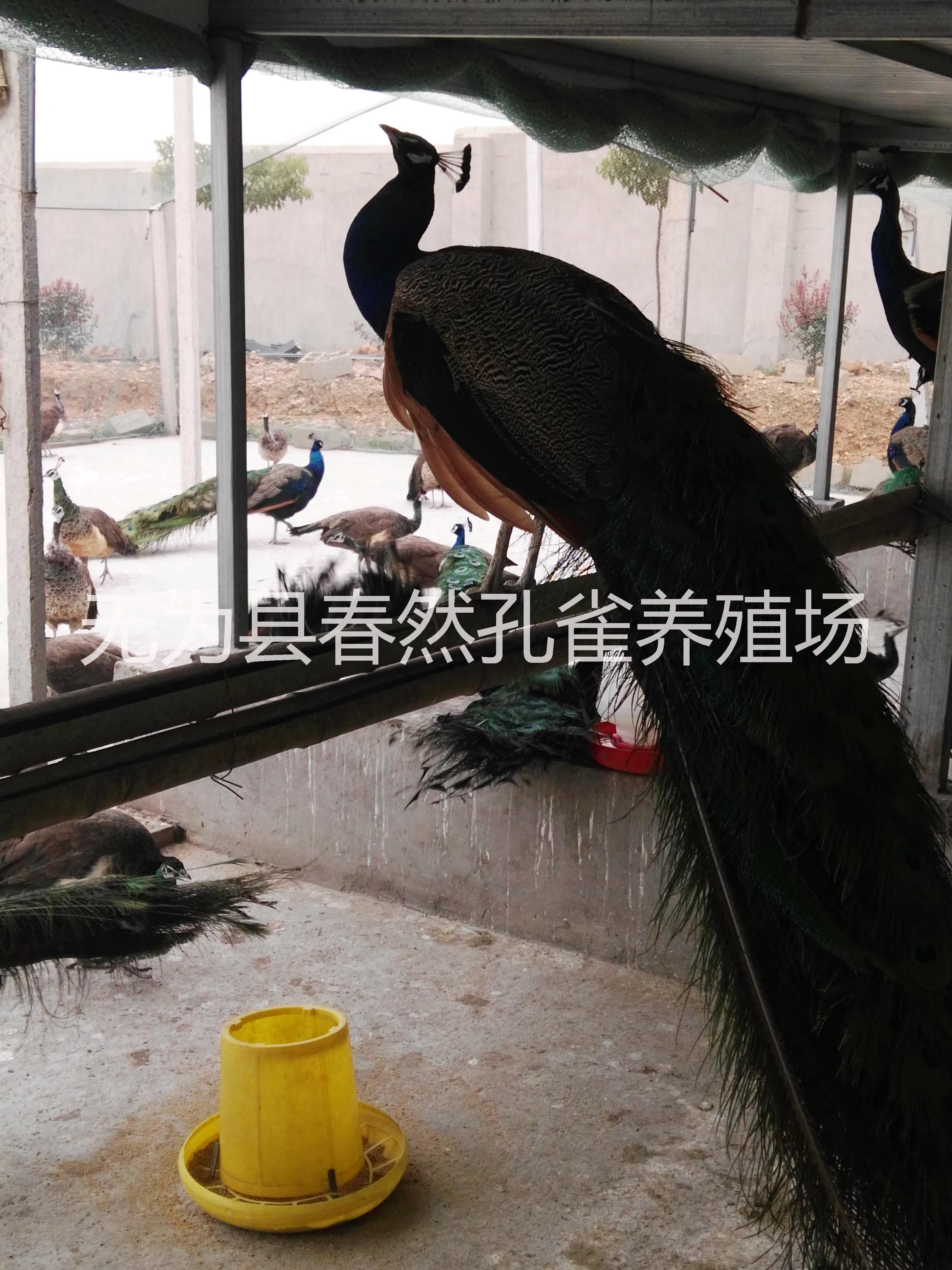 中国市场孔雀标本供应安徽省浩然孔雀养殖有限公司 中国市场孔雀标本供应图片