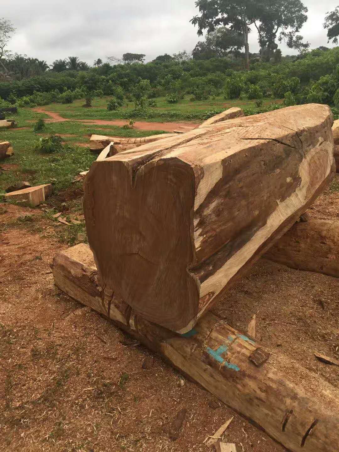 黄埔港南美木材进口清关黄埔港南美木材进口清关流程|手续|费用