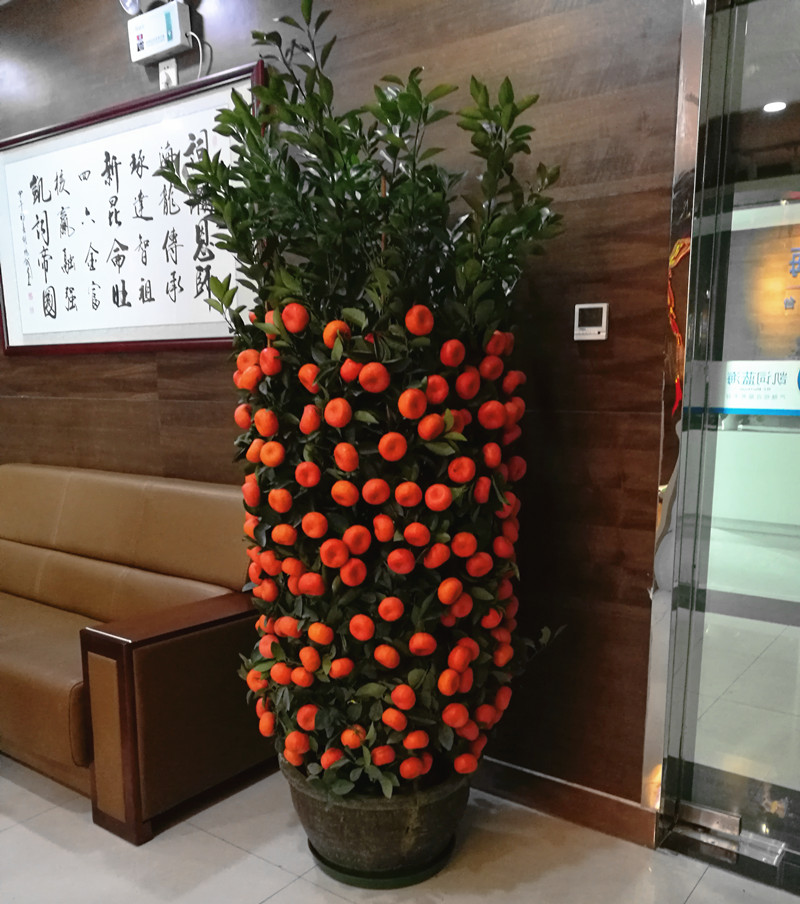 广州年桔盆栽价格 广州年桔桃花摆设电话 广州春节花卉布置供货商图片