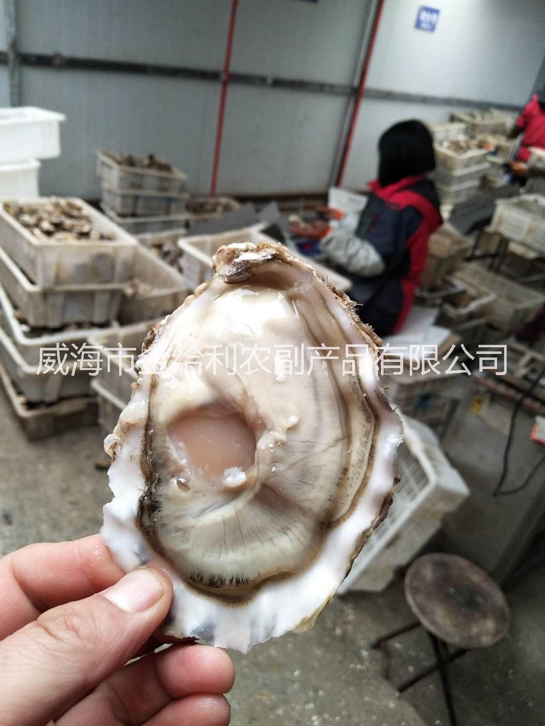 威海市供应乳山牡蛎在哪里批发厂家