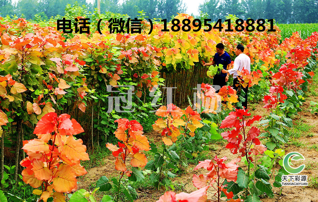 亳州市出售城市园林绿化新树种冠红杨厂家
