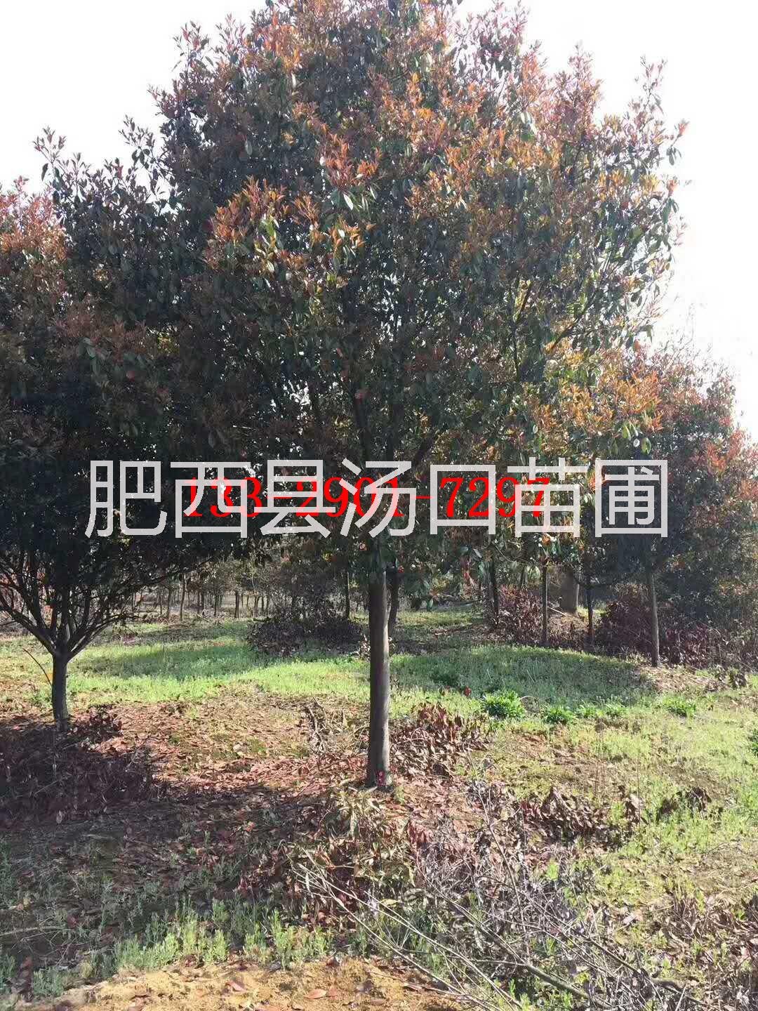 安徽合肥供应3-5-7-9公分各规格高杆红叶石楠和1-2-3-4米冠幅红叶石楠球