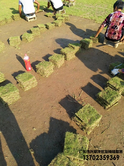 台湾草批发 中山台湾草批发价钱 台湾草种植方法 广东中山台湾草 质量好价格实惠图片