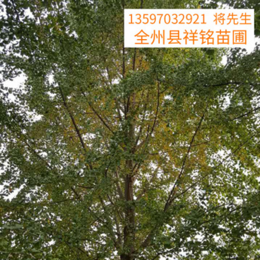 30公分园林景观树木-银杏树树苗-厂家种植现货批发  重庆银杏树批发基地