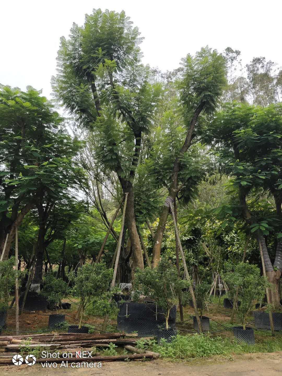 浙江蓝花楹浙江蓝花楹基地 蓝花楹苗圃 蓝花楹价格