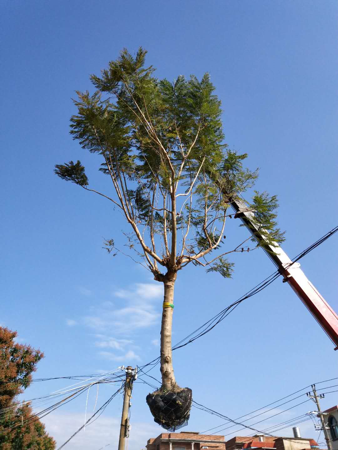 漳州市浙江蓝花楹厂家浙江蓝花楹基地 蓝花楹苗圃 蓝花楹价格