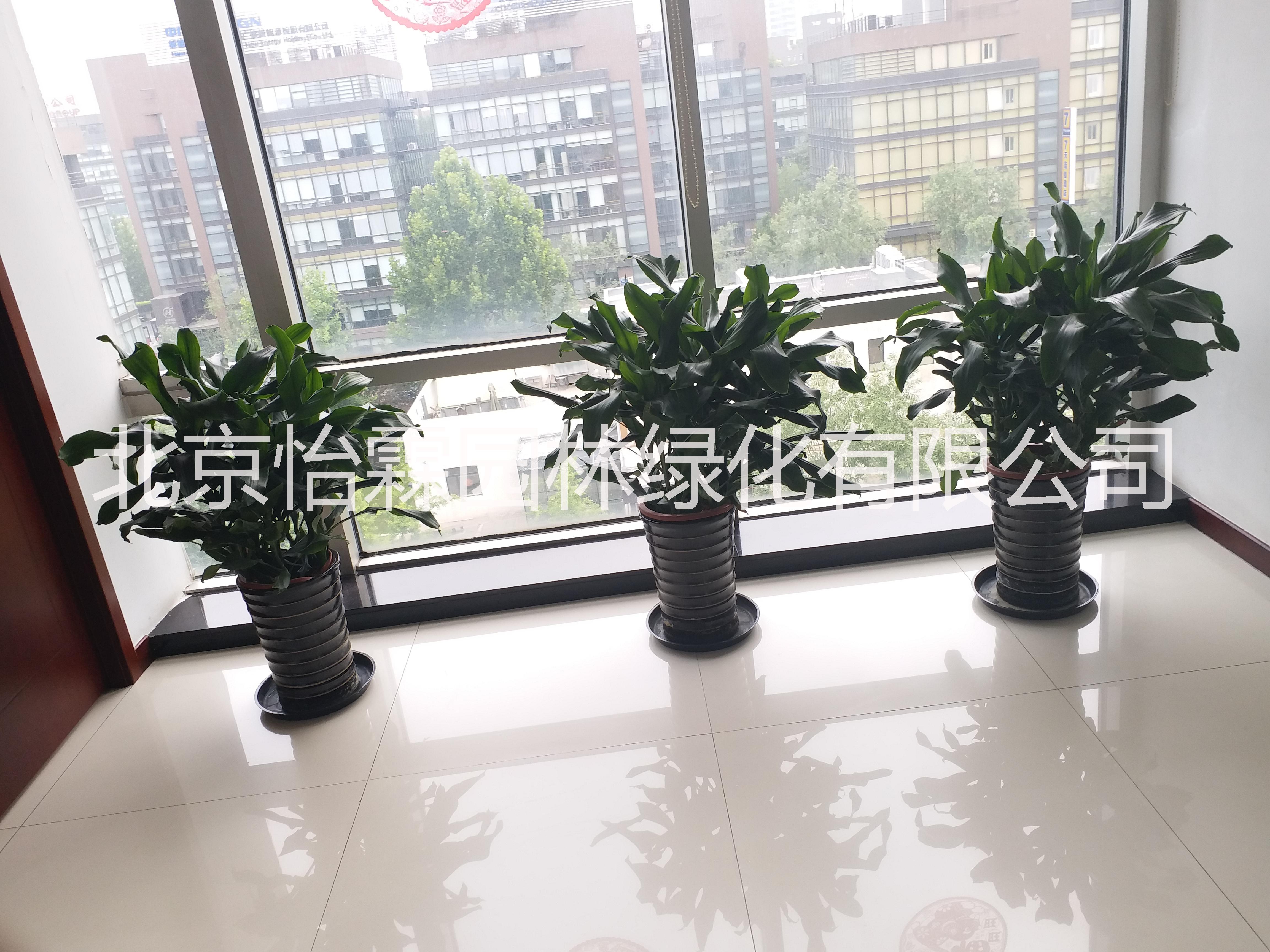 北京绿植租赁北京花卉出租