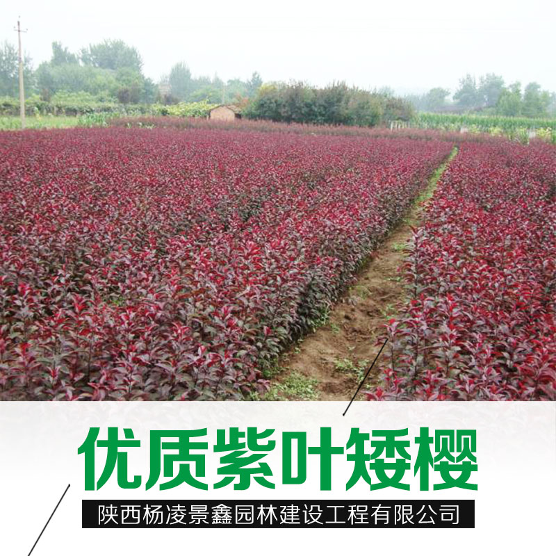 陕西优质紫叶矮樱基地新疆西藏青海紫叶矮樱批发货源充足价格优图片