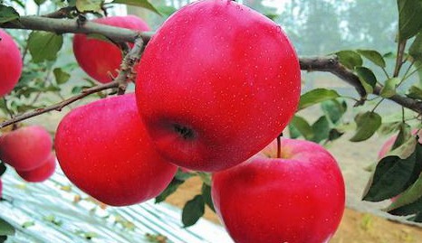 瑞阳苹果苗，优质苹果，极好吃的苹果，苹果苗批发，苹果苗价格，苹果苗新品种图片