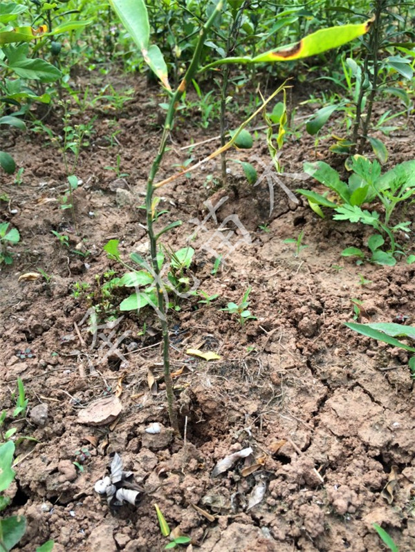 红橘粘木供应红橘粘木-四川红橘粘木基地-红橘粘木批发直销  红橘粘木