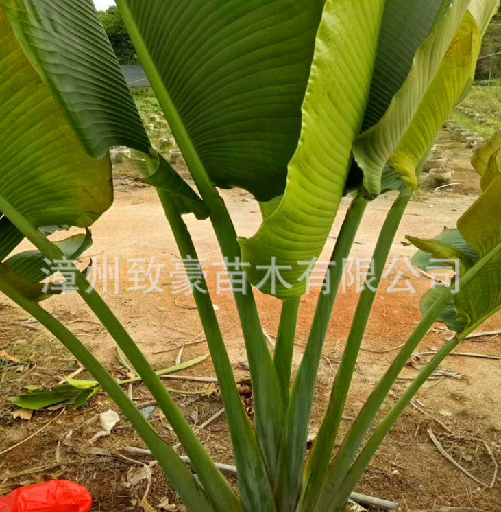 漳州市旅人蕉树苗又名水木棕榈科大叶植物厂家