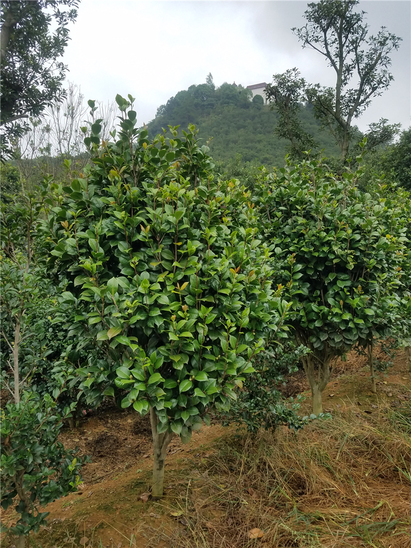 茶梅和茶花的区别，茶花茶梅苗优质供货商，茶花茶梅的养殖和养护方法图片