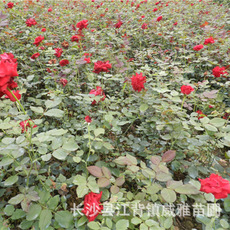 长沙市月季花厂家