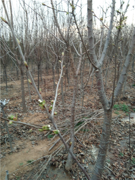 占地果树苹果树梨树山楂树柿子树，占地柿子树，占地樱桃树，占地山楂树，占地苹果树，占地梨树