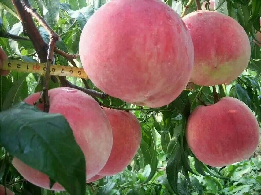 超级大桃808，优质大桃，桃树苗新品种，桃树苗批发，好吃的大桃，新品种超级大桃