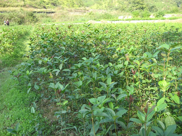 恩施土家族苗族自治州湖北桂花树苗厂家供应湖北桂花树苗基地桂花苗经销商批发直销价格/桂花树苗哪家好 湖北桂花树苗